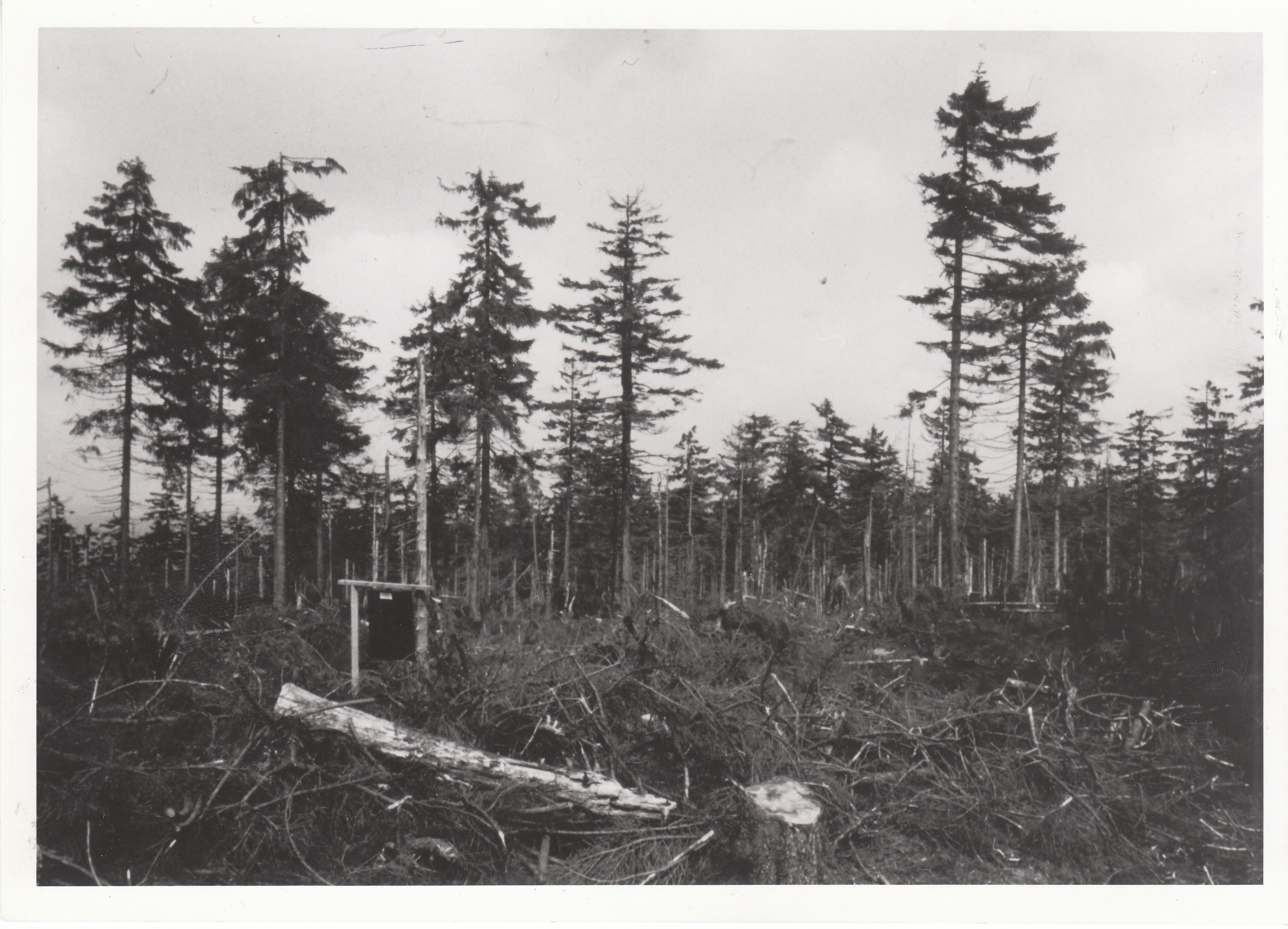 Bilder wie diese nährten die Angst vor dem Waldsterben. Wo und wann diese Aufnahme entstand, ist nicht bekannt. Foto: Archiv