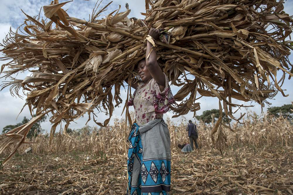 This Masai woman is gathering stalks from harvested fields in Tanzania. With the extra money she and her family make from the land, they will buy materials to expand their home. Photograph by Karen Kasmauski.