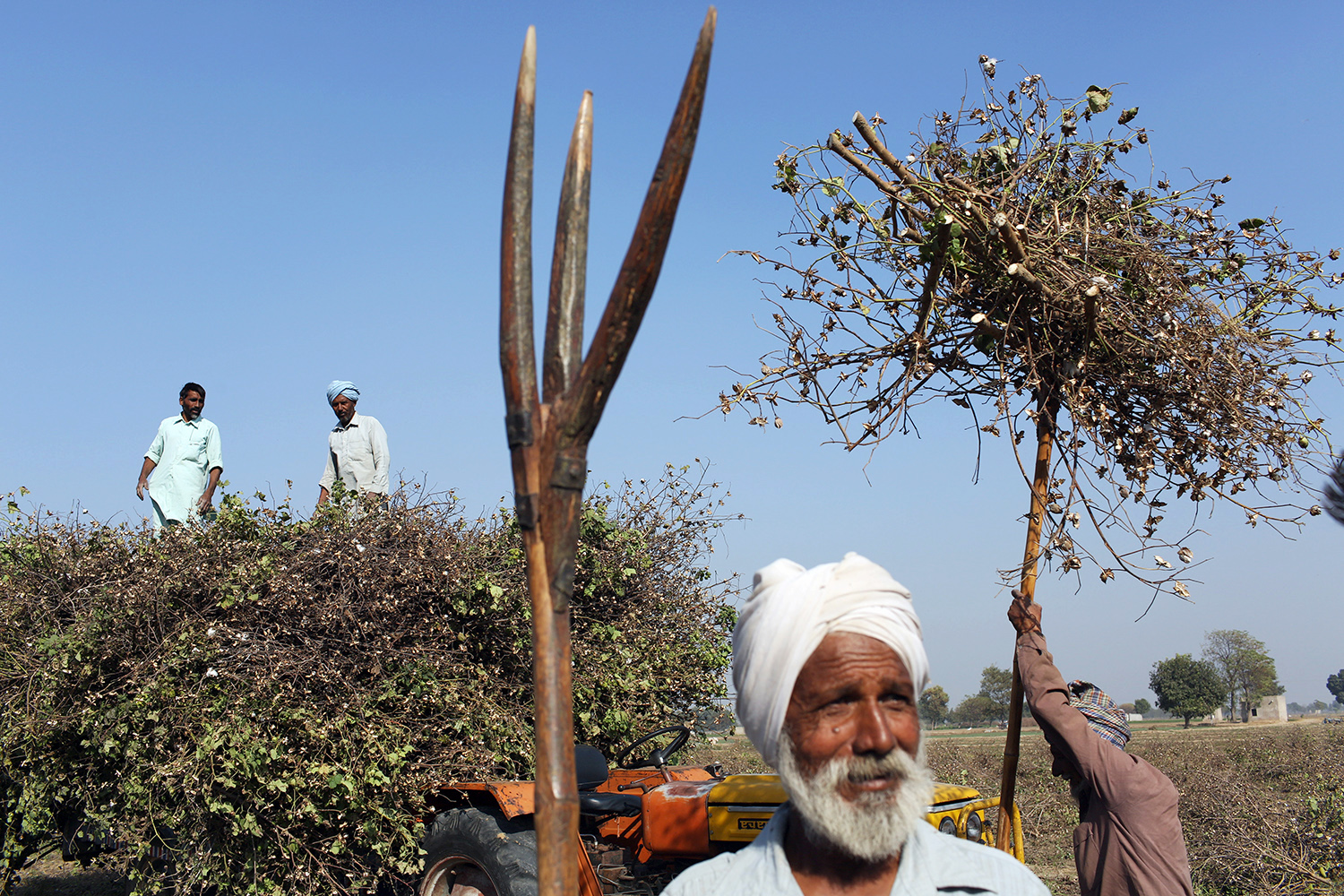 Farmers harvesting cotton in the Malwa region of Punjab. The area is one of India’s most important cotton growing regions. More extensive use of pesticides and insecticides has helped increase crop yields; however, it has also led to severe health issues in local communities. Image by Sean Gallagher. India, 2013.