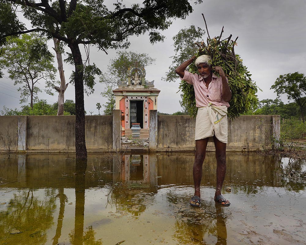 A man collecting grass for his cattle walks through chromium-contaminated water on the grounds of the abandoned Tamil Nadu Chromates & Chemicals Ltd. plant in Ranipet, India. The factory makes chemicals for use in tanning leather. Image by Larry C. Price. Bangladesh, 2016.